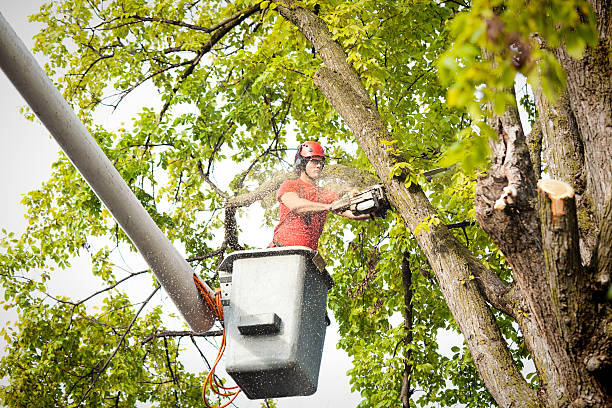 The Steps Involved in Our Tree Care Process in Brownsville, KY